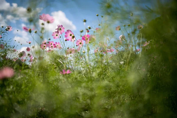 Cosmosbloem Met Oude Lens — Stockfoto