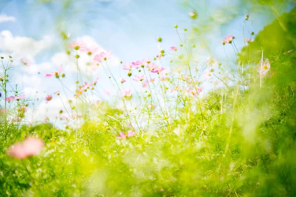 Cosmos Flor Com Lente Velha — Fotografia de Stock