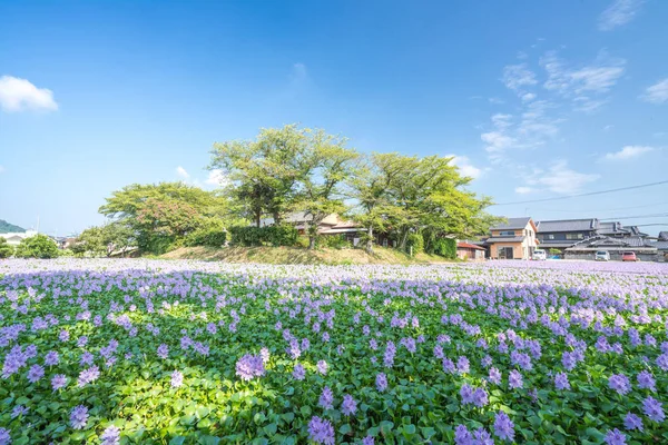 Waterhyacint Motoyakushiji Gebied Kashihara Nara Japan — Stockfoto