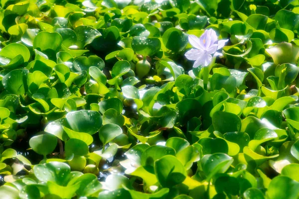 Water Hyacinth Motoyakushiji Area Kashihara Nara Japan — Stock Photo, Image