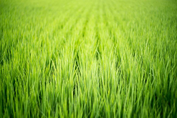 早上的稻田 — 图库照片