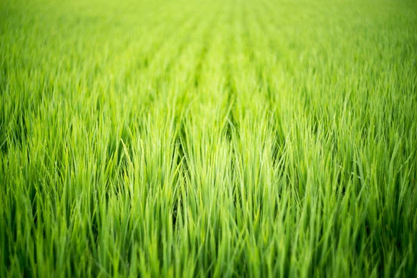 Campo Arroz Por Mañana —  Fotos de Stock