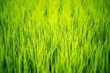 Sabah pirinç tarlası