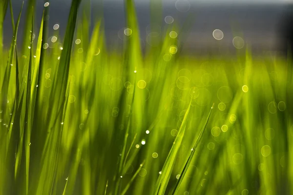 Campo Arroz Lente Pentacon Bolha Bokeh — Fotografia de Stock