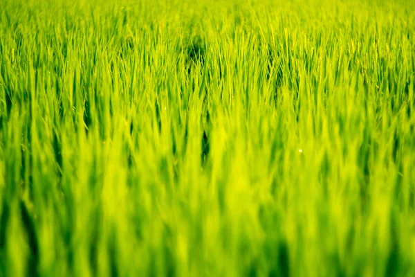 Campo Arroz Por Mañana — Foto de Stock