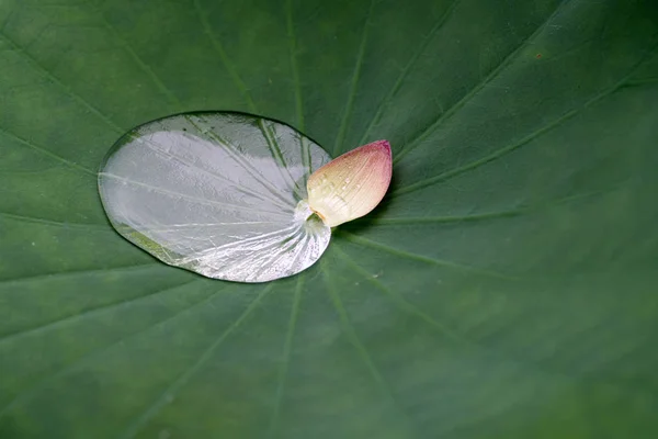 Lotus Temple Kikouji Nara Japon — Photo