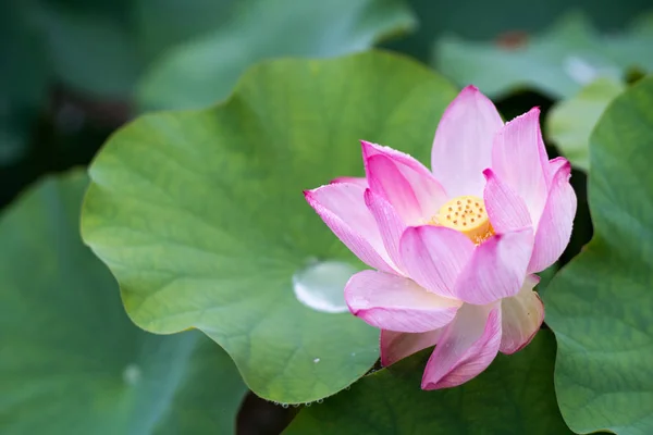Lotus Στο Ναό Kikouji Nara Ιαπωνία — Φωτογραφία Αρχείου