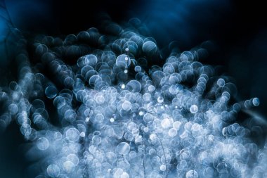 duman ağacı, pentacon mercek baloncuk bokeh