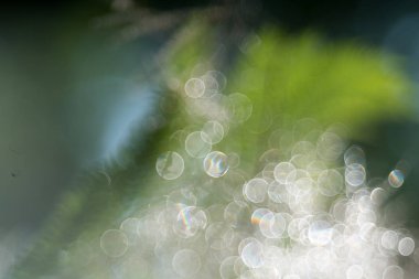 duman ağacı, pentacon mercek baloncuk bokeh