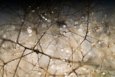 duman ağacı, pentacon mercek baloncuk bokeh