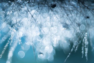 duman ağacı, pentacon mercek baloncuk bokeh