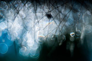 duman ağacı, pentacon mercek baloncuk bokeh