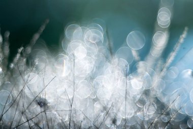 duman ağacı, pentacon mercek baloncuk bokeh