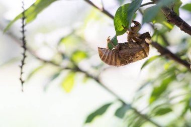 Yeşil ağaç dalında oturan ağustos böceği, yakın plan. 