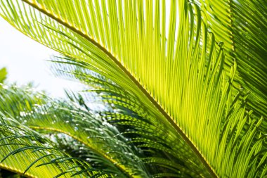 Gündüz Japon sago palmiyesinin yeşil dalları 