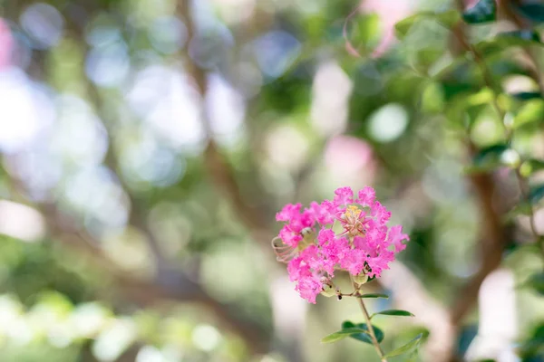 Crape Myrtlean Lilás Indiano — Fotografia de Stock