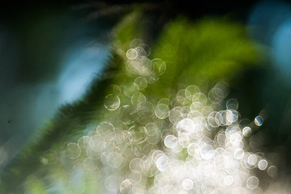 Árbol Humo Lente Pentacon Bubble Bokeh — Foto de Stock