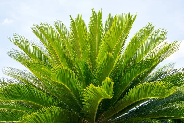 Branches Vertes Palme Sagou Japonais Journée — Photo