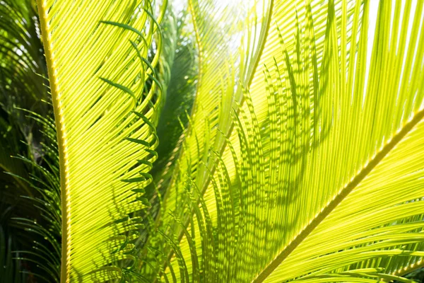 Зеленые Ветви Саго Пальмы Дневное Время — стоковое фото