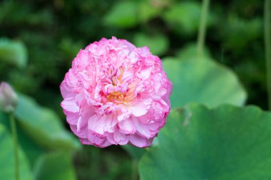 Toushoudaiji tapınağındaki Lotus, Nara, Japonya
