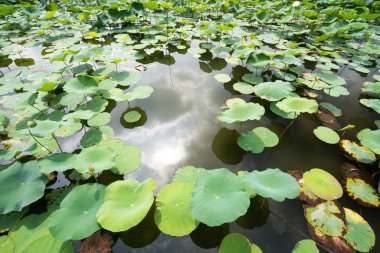 Lotus gün ışığında ayrılıyor, yakın çekim.  