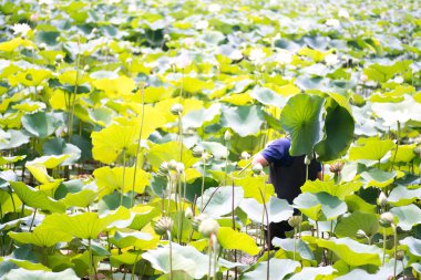 Lotus gün ışığında ayrılıyor, yakın çekim.  