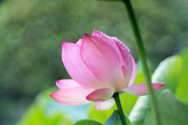 Lotus Toushoudaiji Temple Nara Japan — Stock Photo, Image