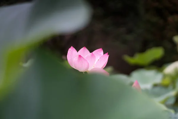 Lotos Świątyni Toushoudaiji Nara Japonia — Zdjęcie stockowe