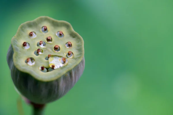 Lotus bud with seeds, closeup