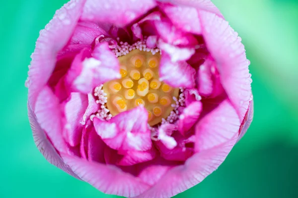 Toushoudaiji Tapınağındaki Lotus Nara Japonya — Stok fotoğraf