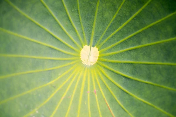 Feuilles Lotus Soleil Gros Plan — Photo