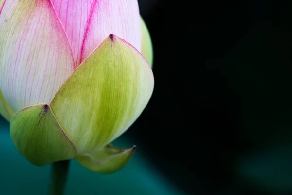 Lotus Nagai Park Osaka Japan — стокове фото