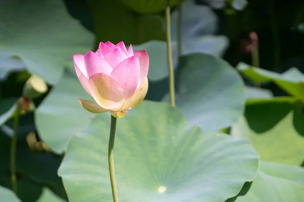 Lotus Nagai Park Osaka Japon — Photo