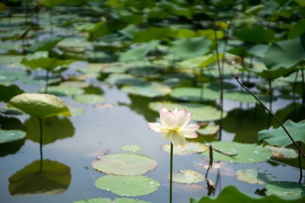 Lotus Στο Nagai Park Osaka Ιαπωνία — Φωτογραφία Αρχείου