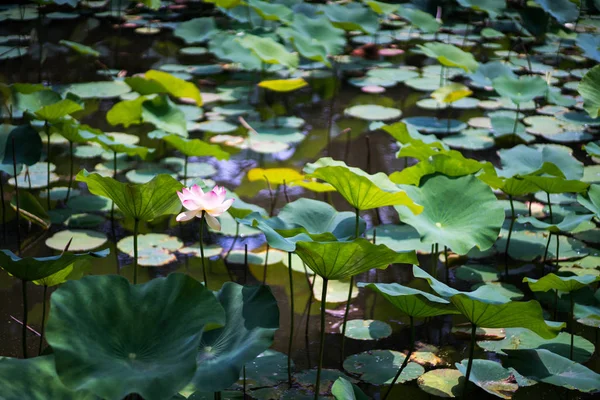 Lotus Nagai Park Osaka Japan — Stock Photo, Image