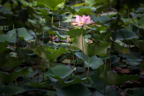 莲花在长江公园 — 图库照片