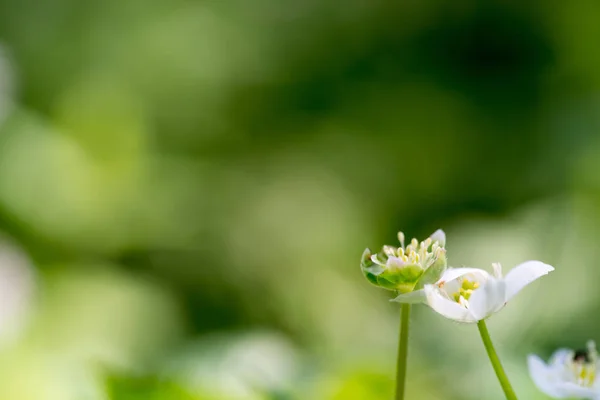 Zeldzame Groene Anemone Flaccida Kamikochi Nagano Japan — Stockfoto