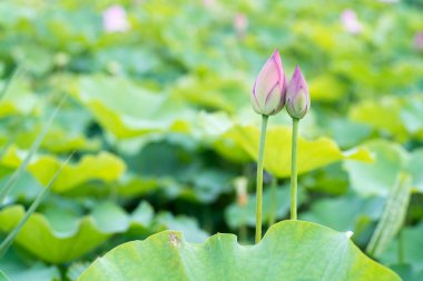 Lotus tomurcukları, yakın çekim. 
