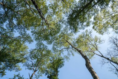 Yaz ormanındaki yeşil ağaçların alt manzarası