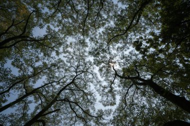 Yaz ormanındaki yeşil ağaçların alt manzarası