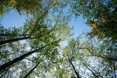 Yaz ormanındaki yeşil ağaçların alt manzarası