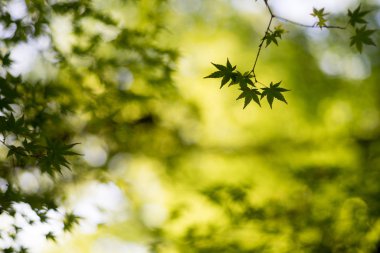 Bulanık arkaplanda mavi akçaağaç yaprakları 