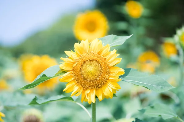 Sonnenblume Nagai Park Osaka Japan — Stockfoto