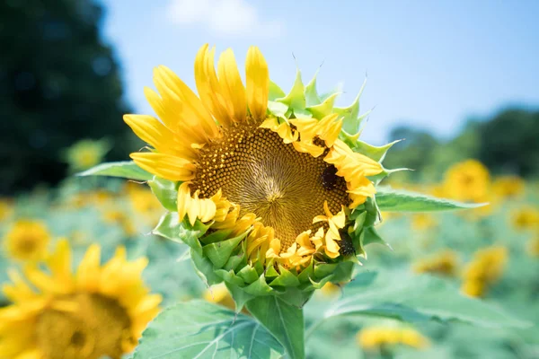 Sonnenblume Nagai Park Osaka Japan — Stockfoto