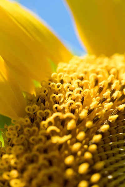 Sonnenblume Nagai Park Osaka Japan — Stockfoto