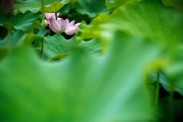 在藤原 日本的莲花 — 图库照片