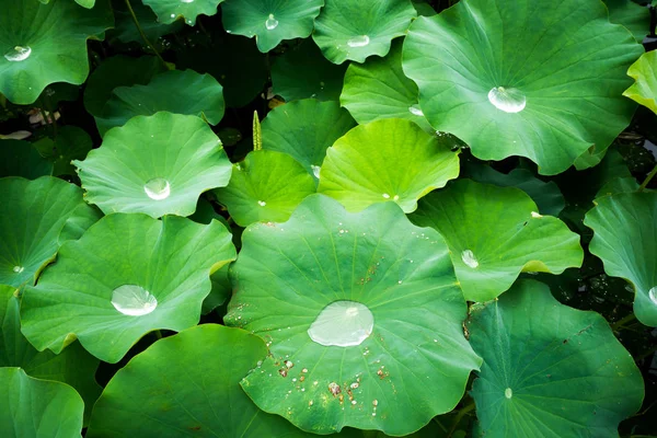 Lotus Leaves Sunlight Closeup Shot — Stock Photo, Image