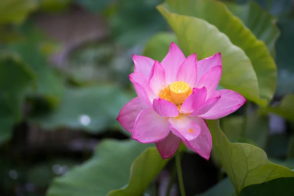 Lotus Στο Ναό Yakushiji Νάρα Ιαπωνία — Φωτογραφία Αρχείου