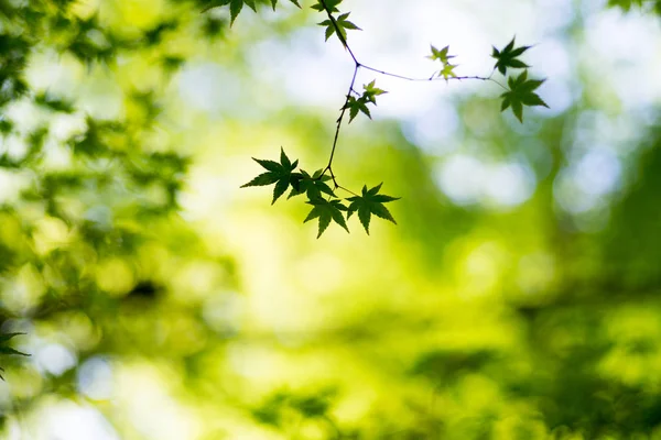 Маленькие Листья Голубого Клена Размытом Фоне — стоковое фото