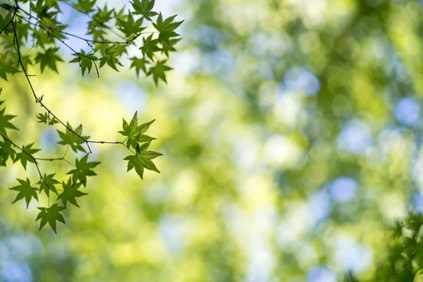 Small Leaves Blue Maple Tree Blurred Background Stock Photo